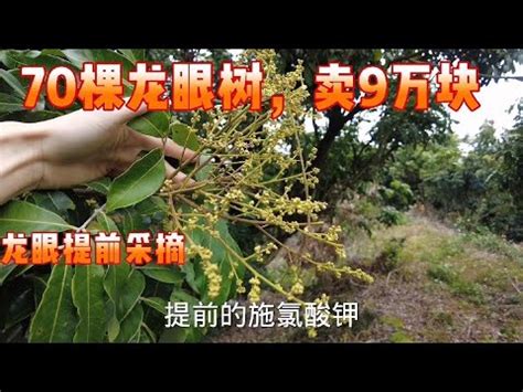 龍眼催花方法